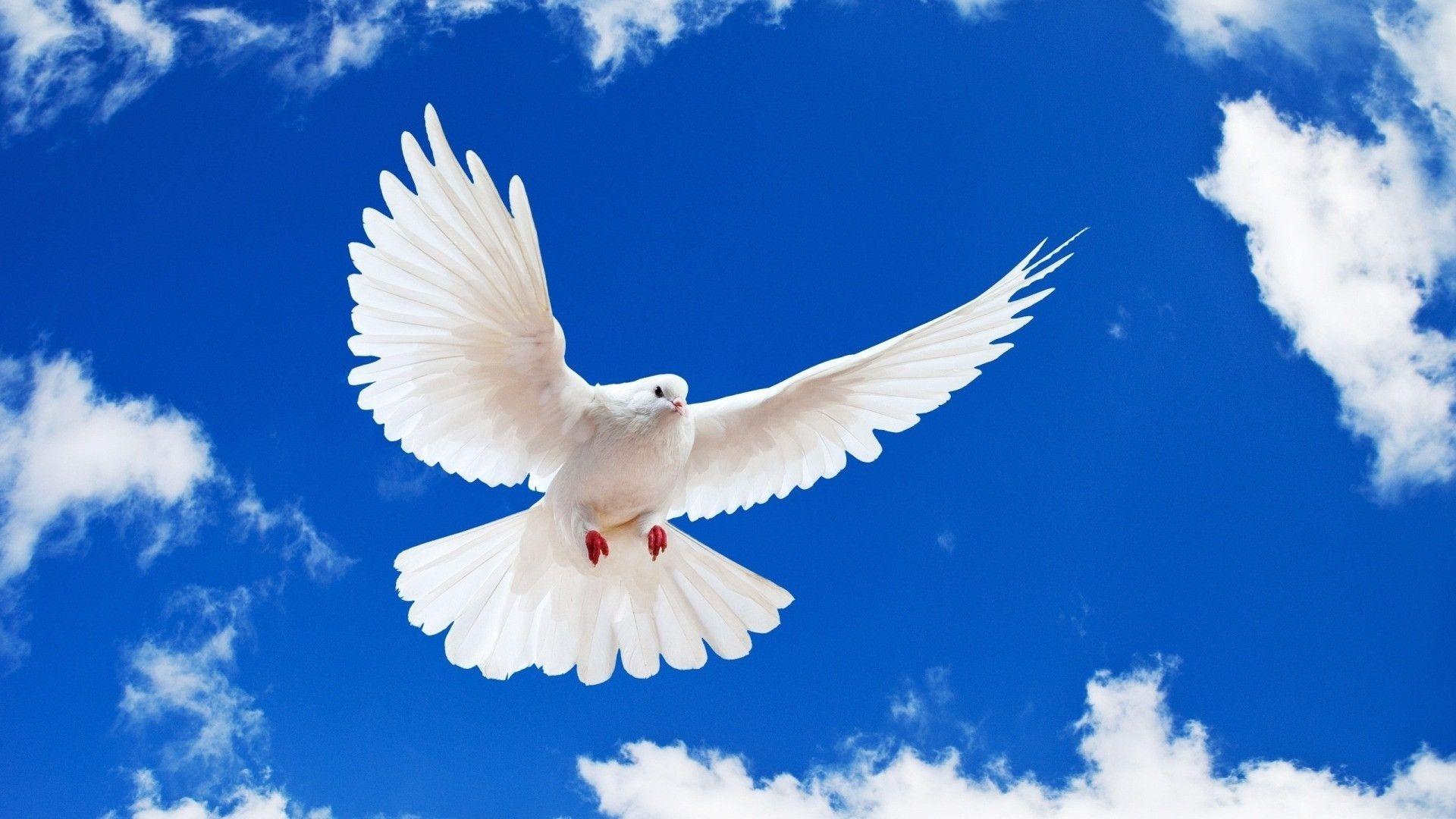 Bird of peace background 1080P, Birds HD Wallpaper For Desktop