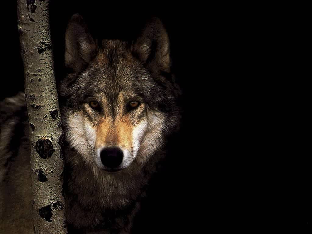 Wolf Wallpaper 10725 HD Wallpaper in Animals