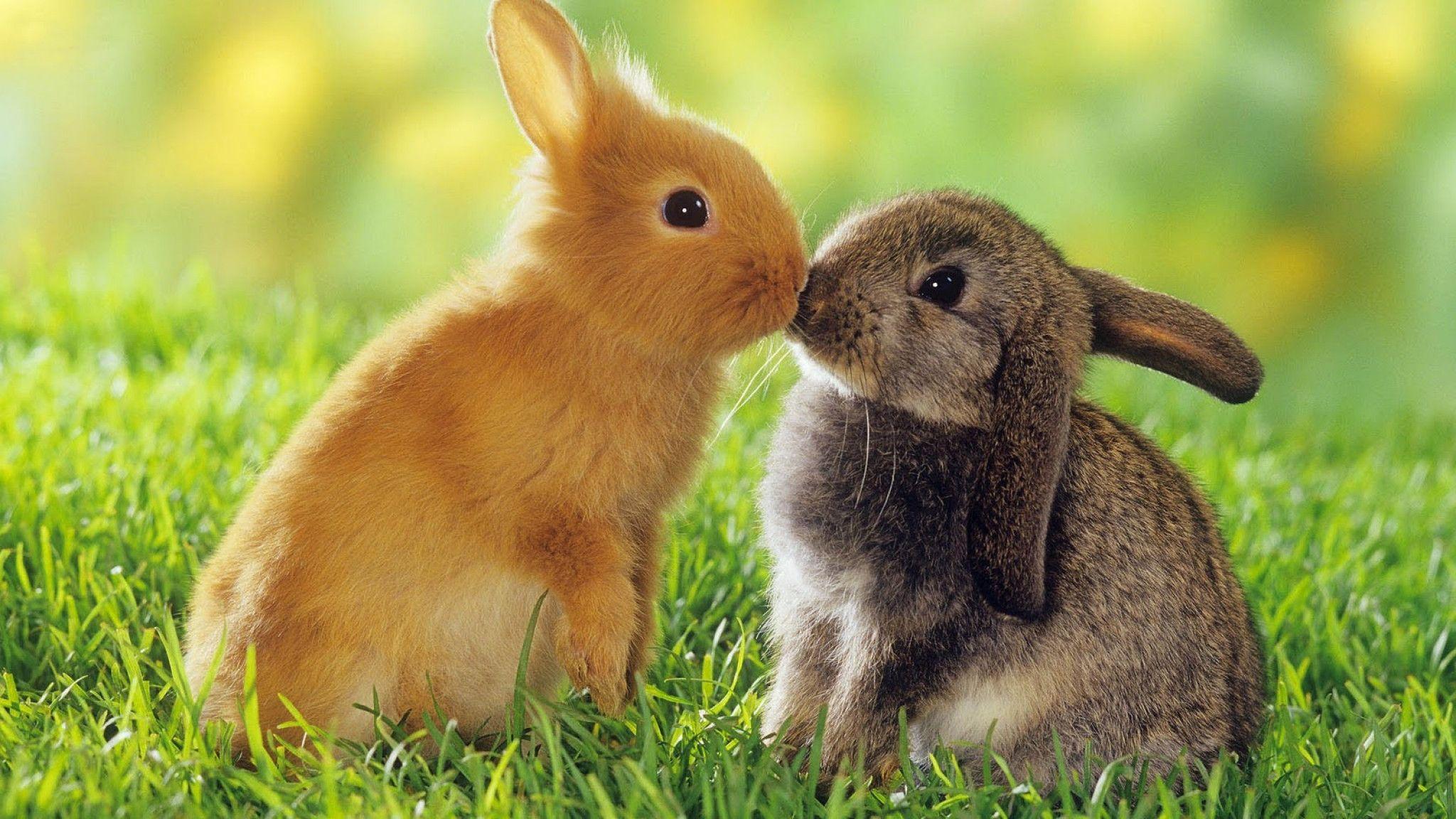 Rabbit HD Wallpaper. Cute Rabbit Desktop Image