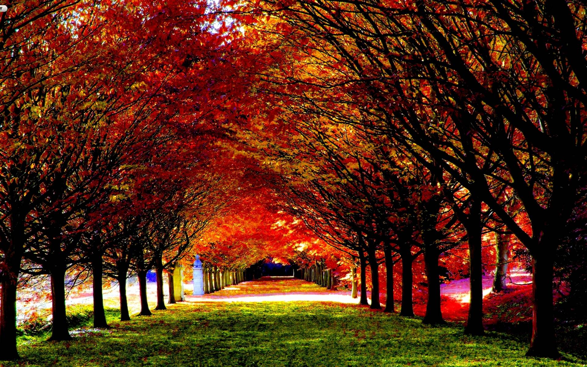 Fall Background HD HD