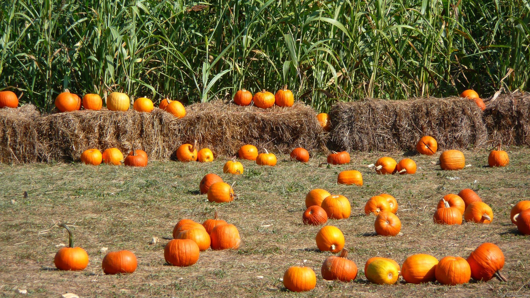 Pumpkins Backgrounds - Wallpaper Cave