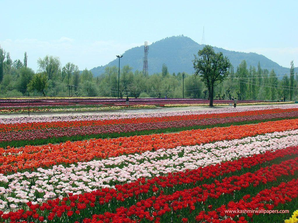 Tulip Garden Srinagar, Asia&;s largest tulip garden