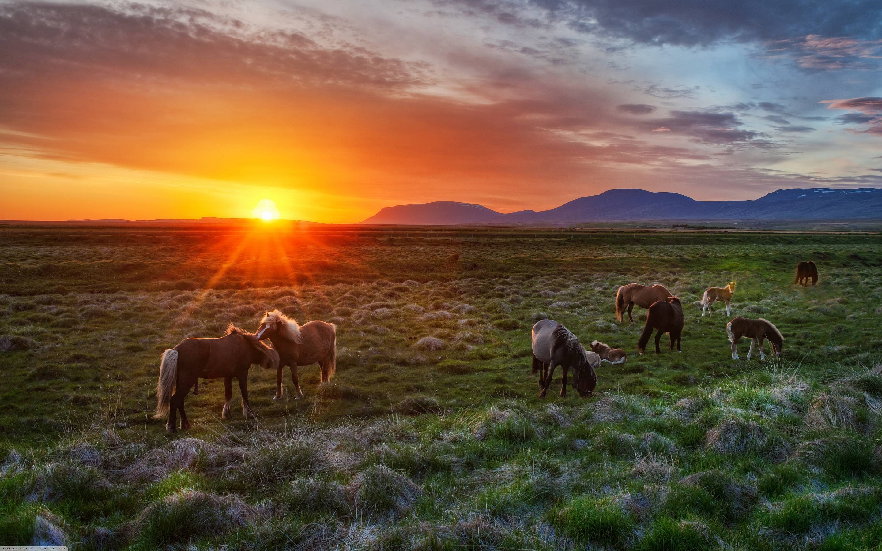 Wild horses sunset Wallpaper