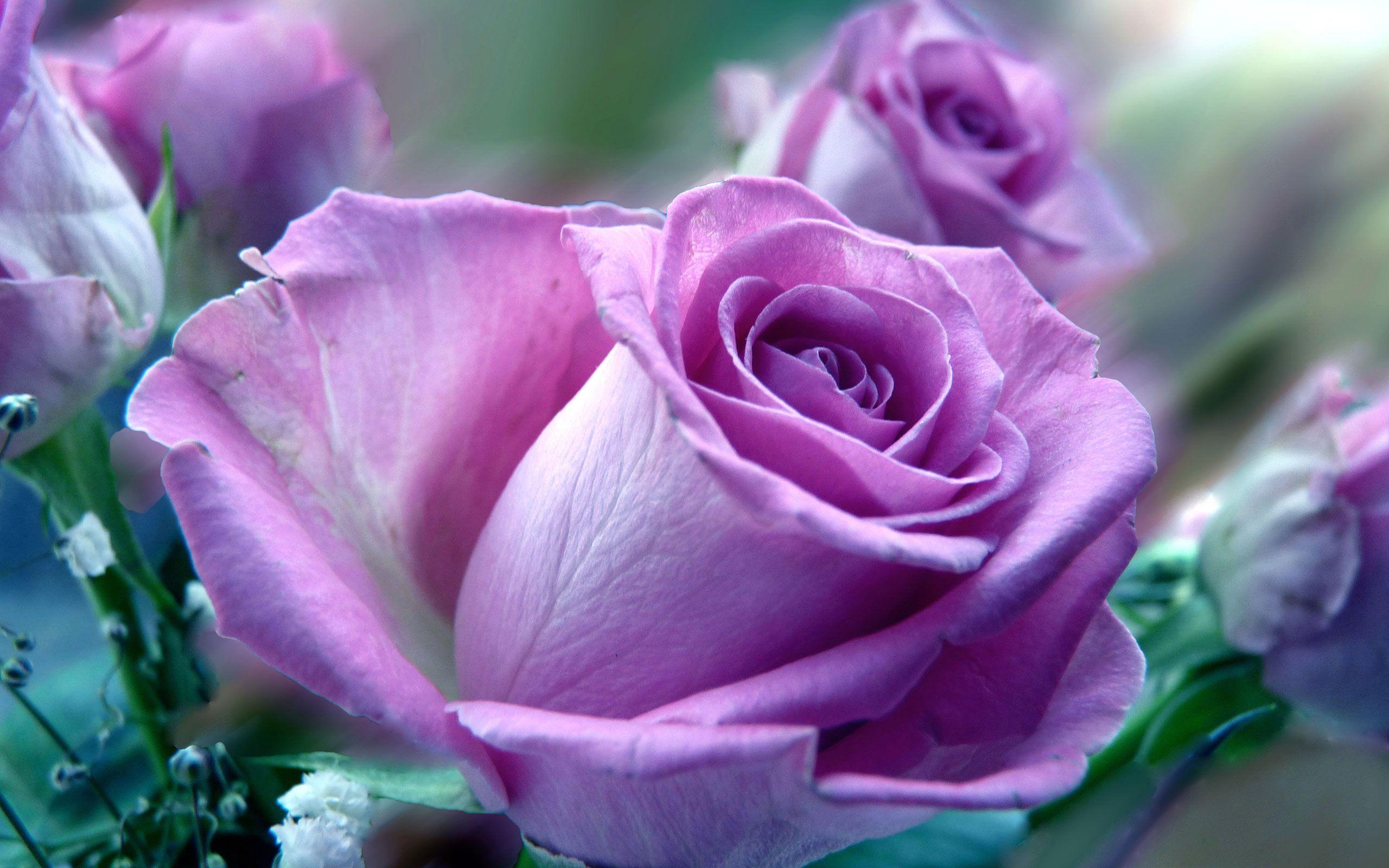 purple rose bouquet