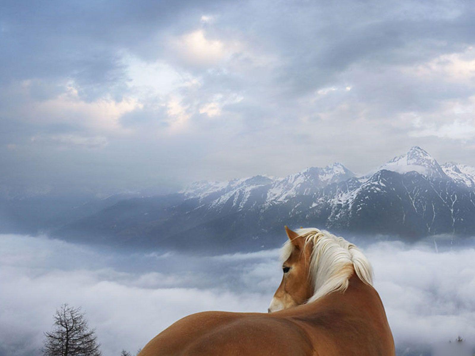 Desktop Wallpaper · Gallery · Windows 7 · Mountain Horse