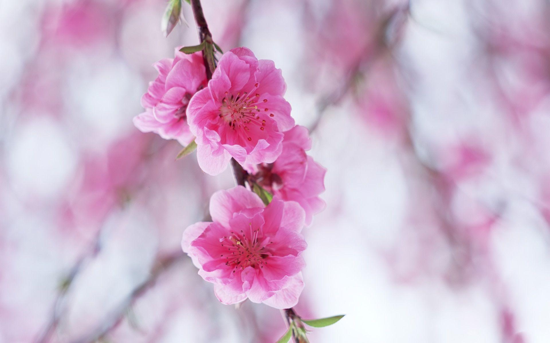 Desktop Wallpaper · Gallery · Nature · Flowers blossoming plum