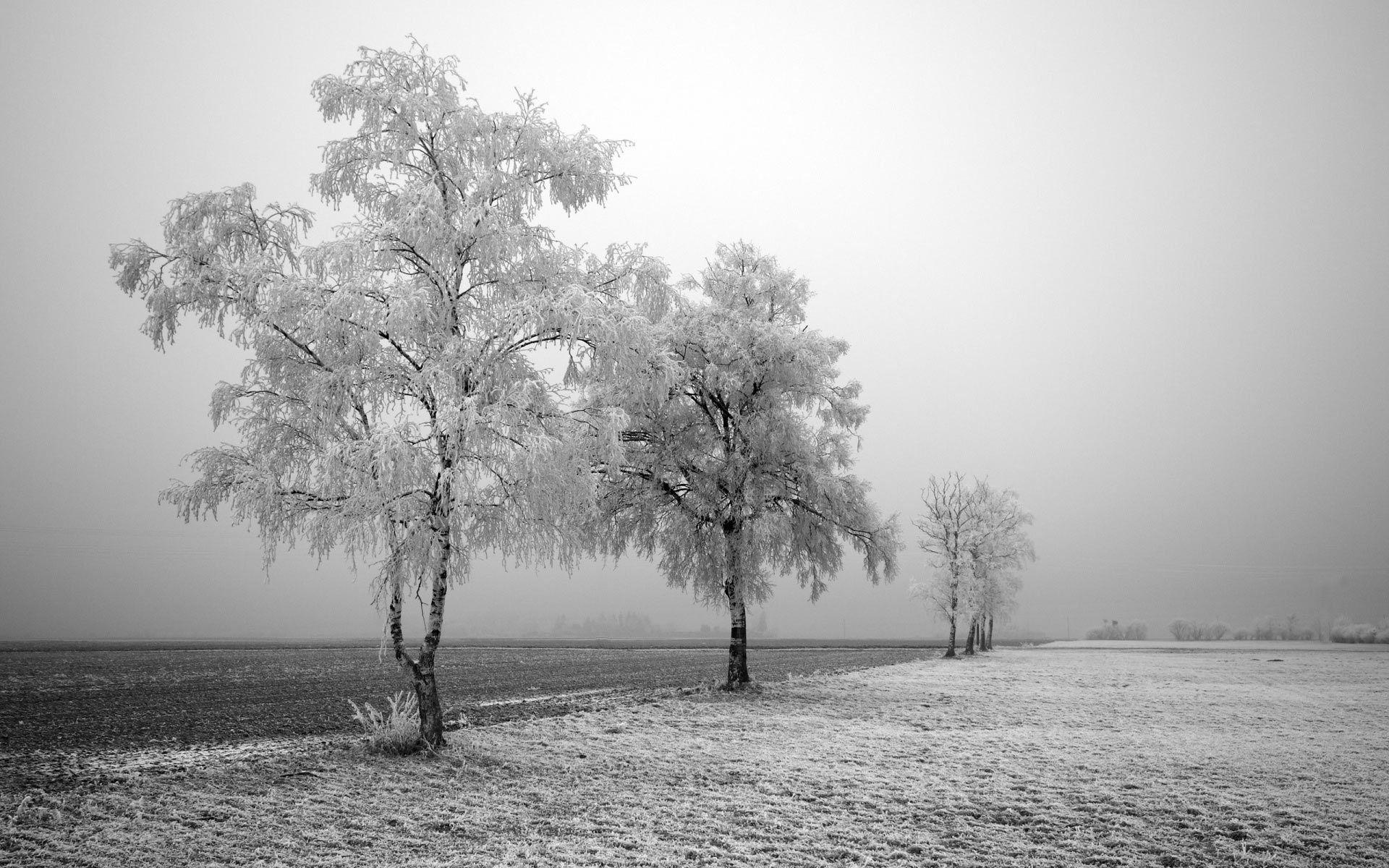 Download Black And White First Frost S For High Resolution