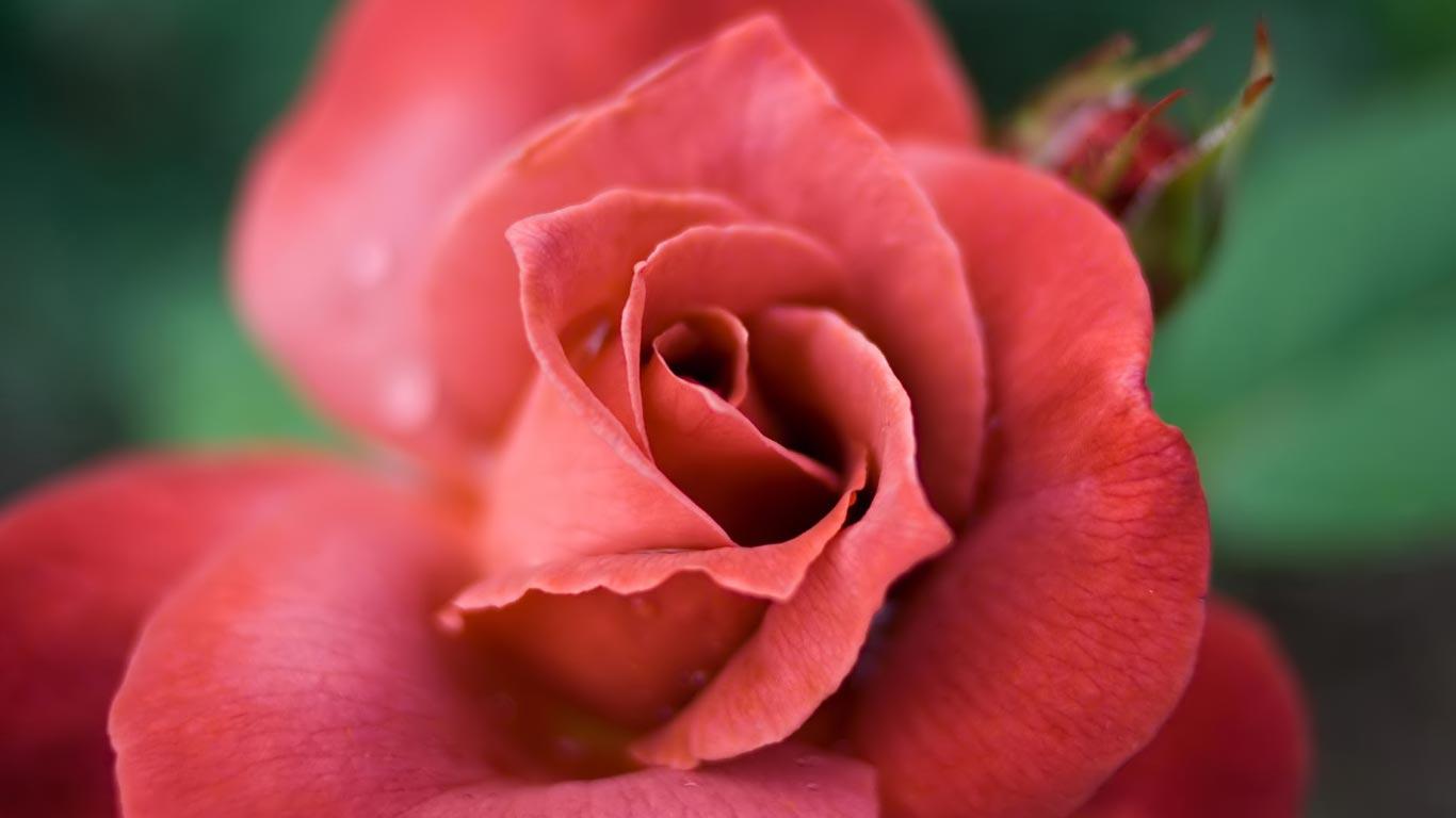 Desktop background // Computers // Laptops. Netbook // laptop