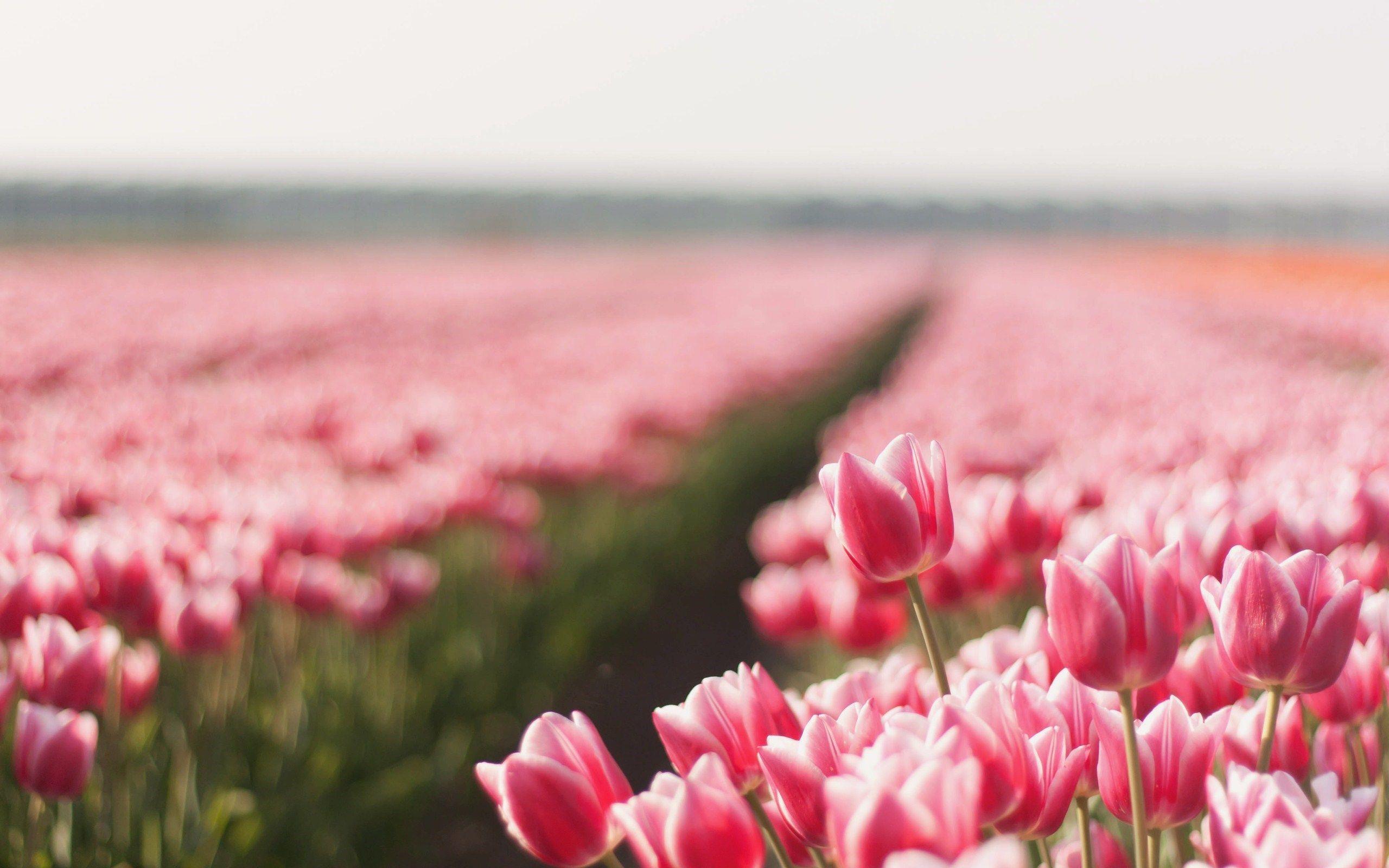 Nature Lovely Flowers Tulips Field HD Wallpaper