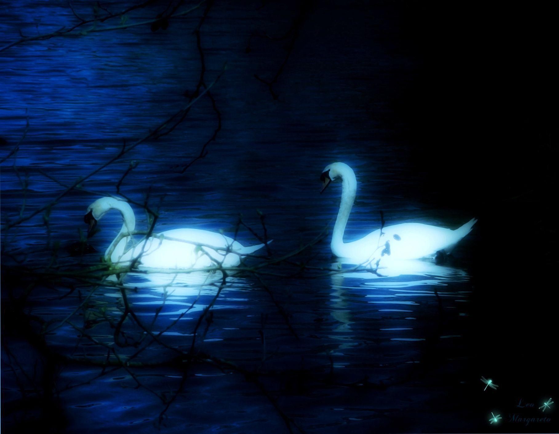 Swan Lake Wallpaper 50754 HD Picture. Top Wallpaper Desktop