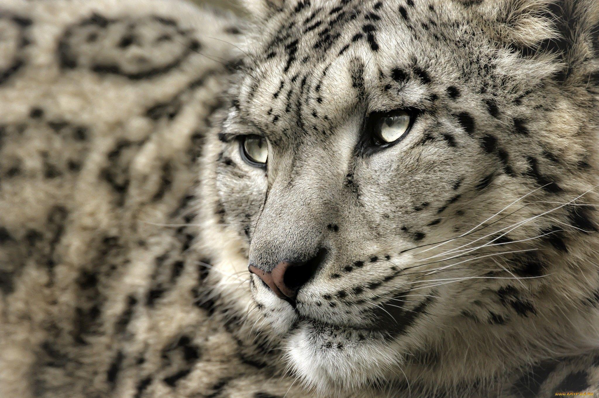 245 Snow Leopard Wallpapers