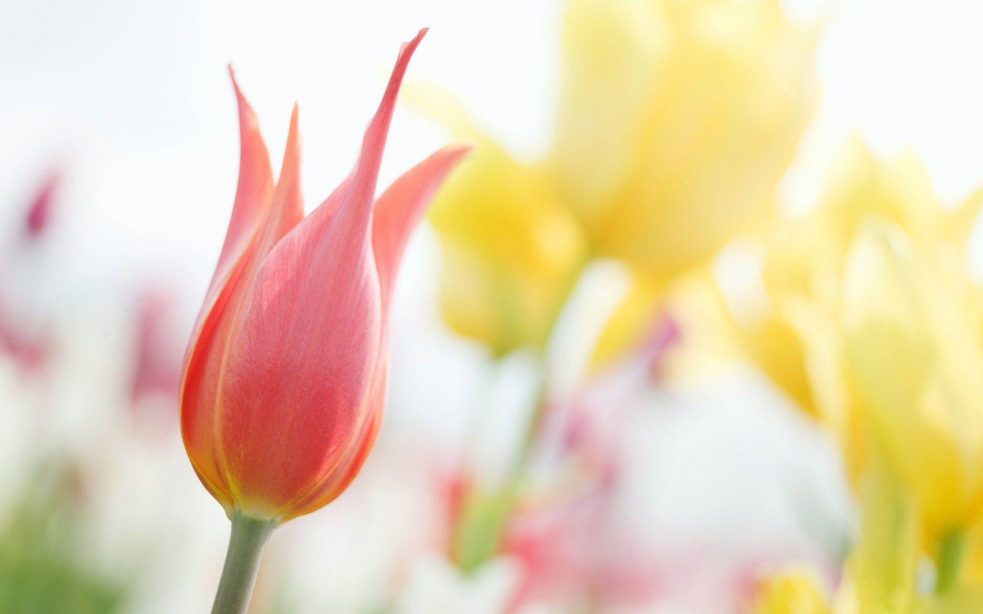Desktop Wallpaper · Gallery · Nature · Hybrid tulip free windows