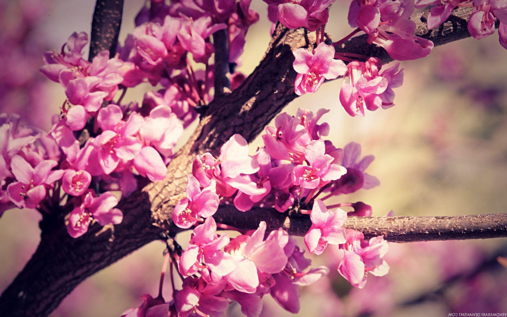 Spring Flower Desktop Background Picture, Wallpaper, HD