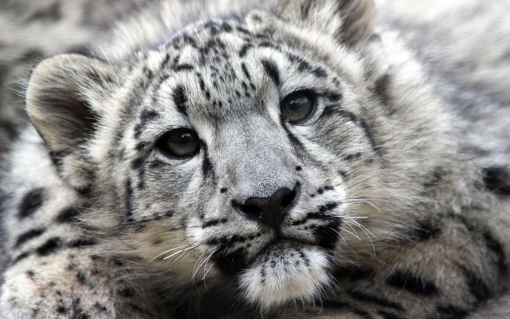 The Image of Snow Leopards Faces Fresh HD Wallpaper