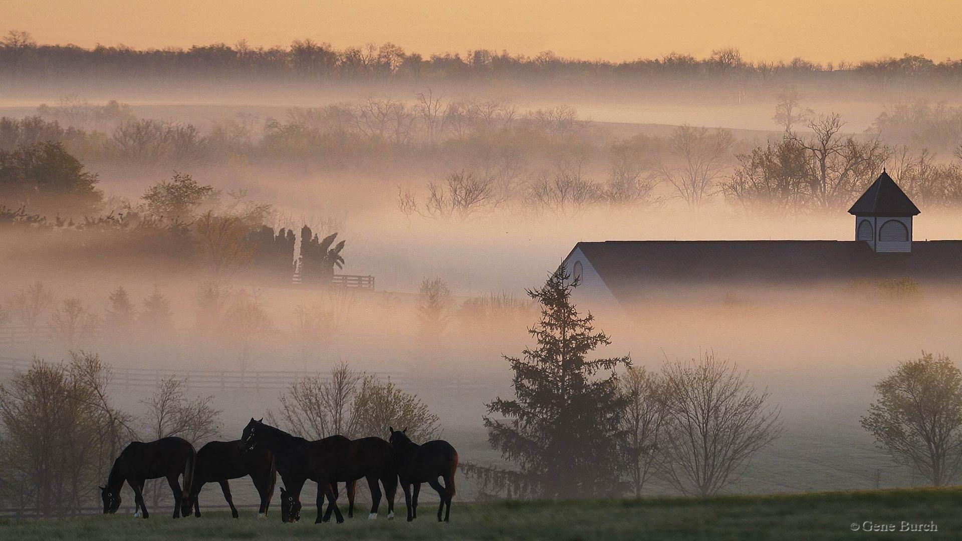 Country fog with horses on meadow in sunrise free desktop