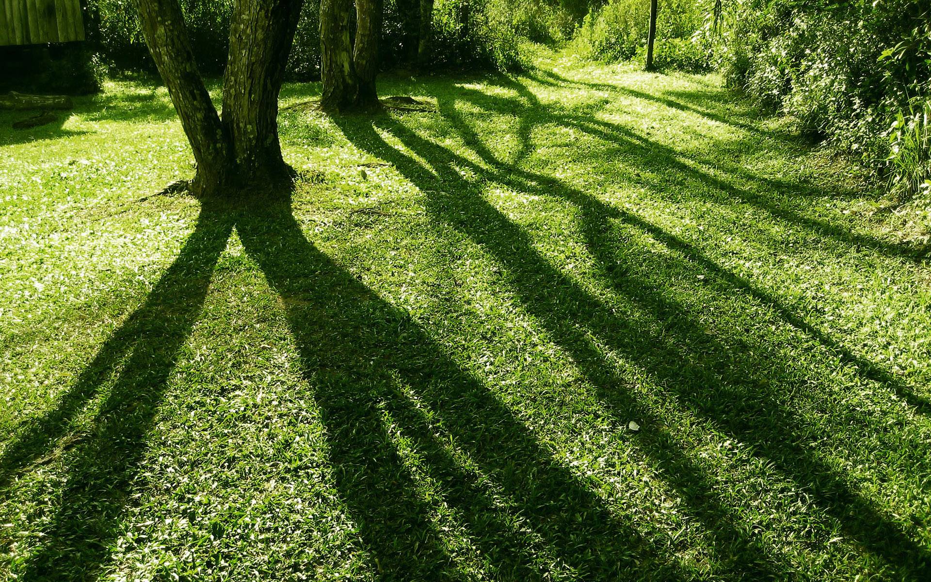 Purple Rose wallpaper