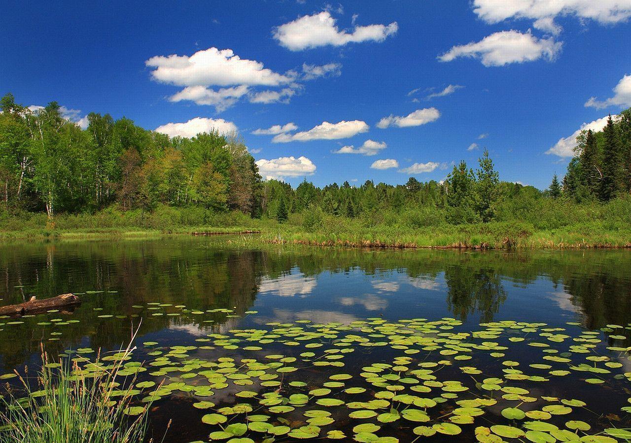 Pond Photos Download The BEST Free Pond Stock Photos  HD Images