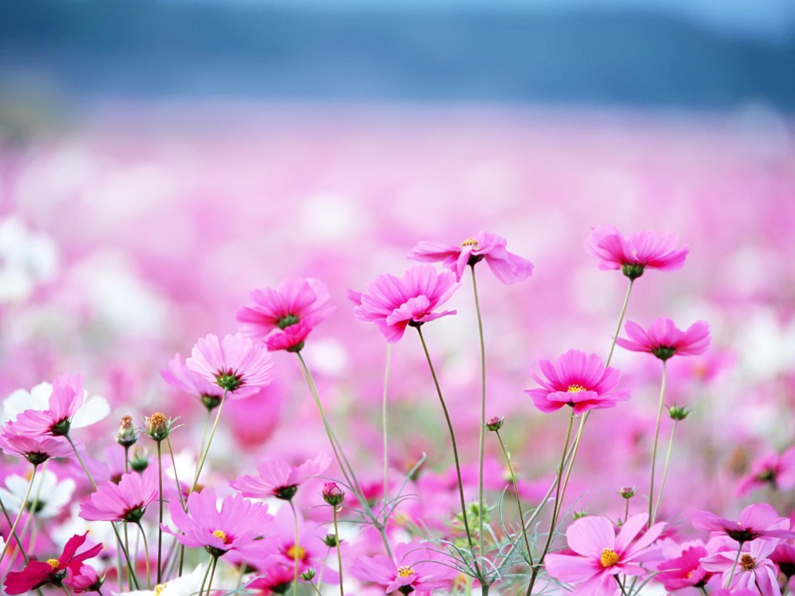 Awesome Pink Background, HD Wallpaper