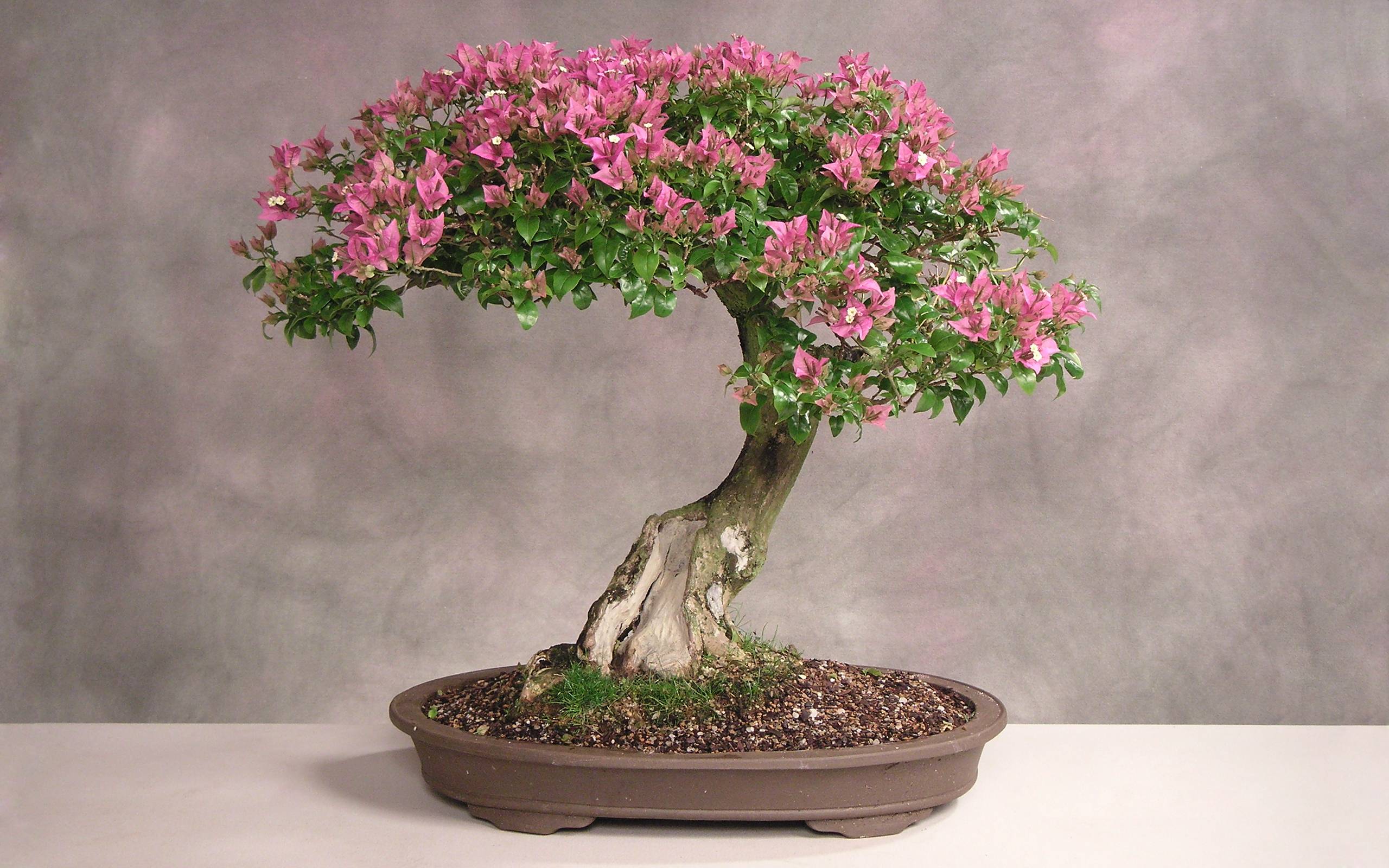Download Bonsai Wallpaper 1600x1200 #