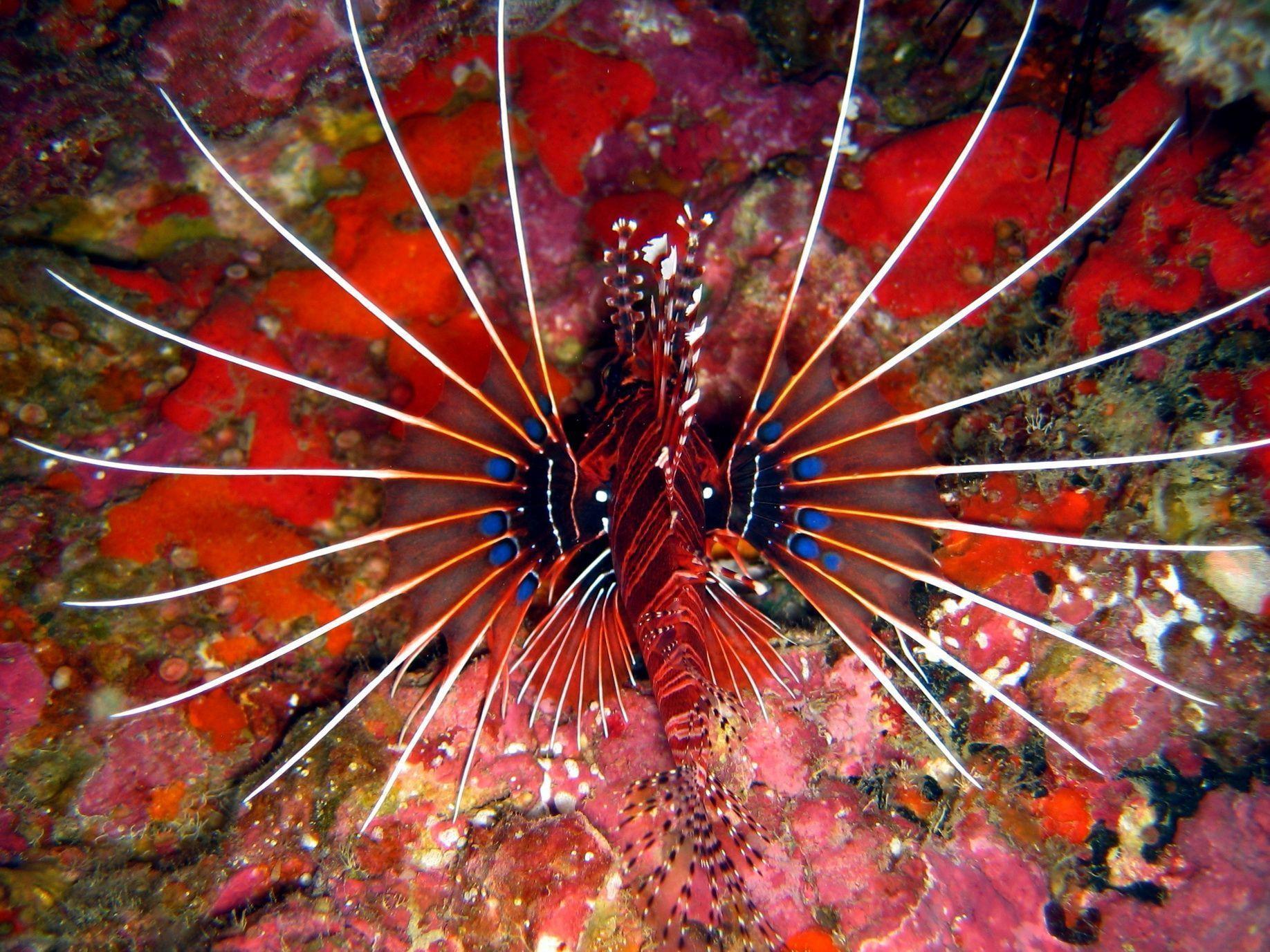 Red Lionfish