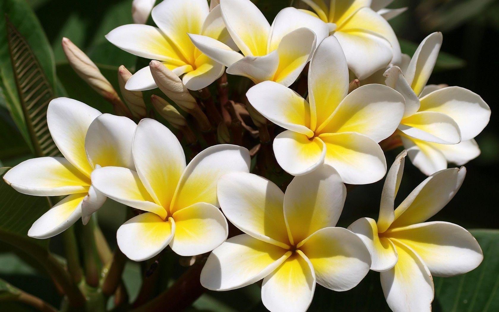 White Frangipani Flowers Wallpaper