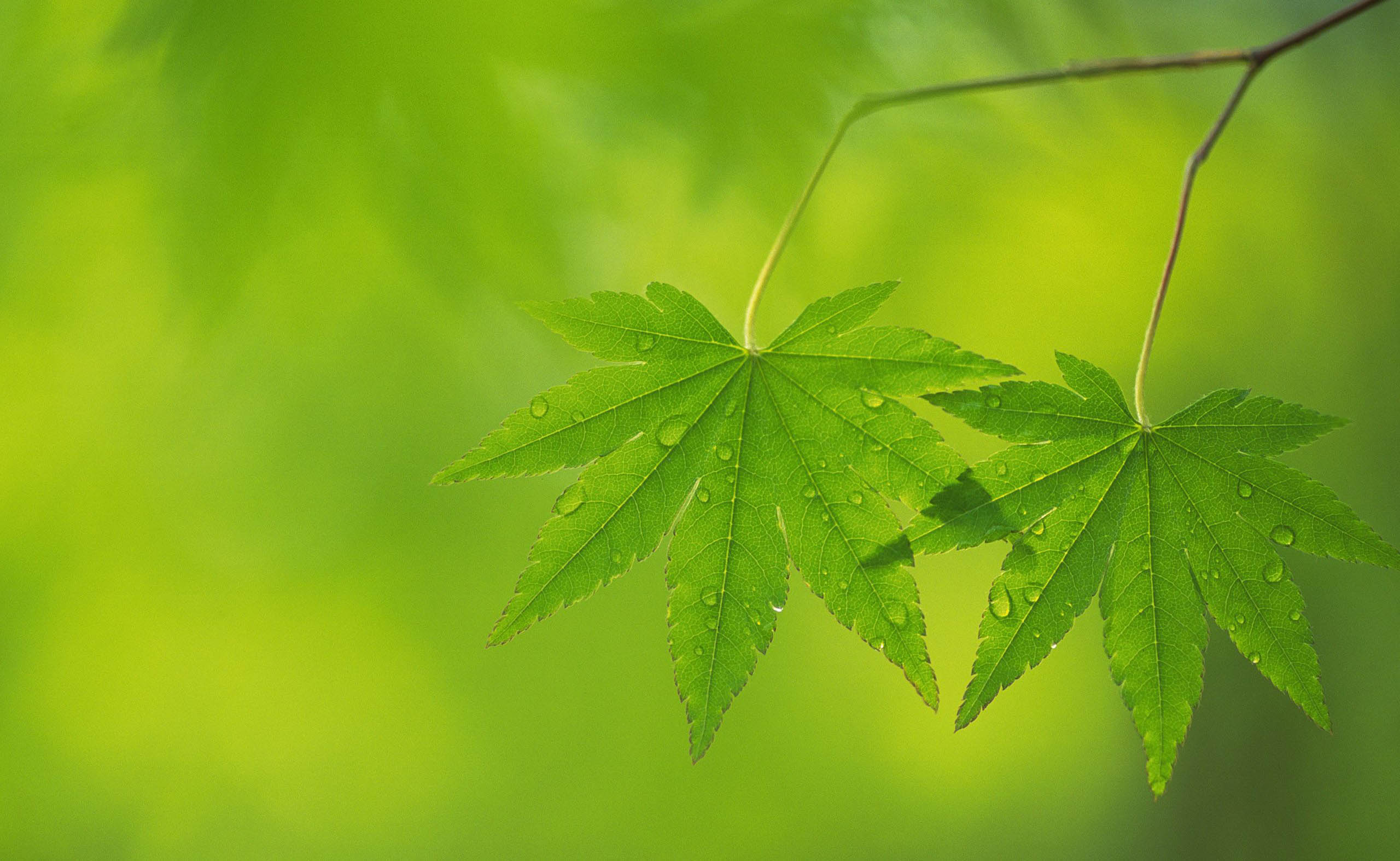 New Green Leaf Nature Hd Wallpaper Nicehdwallpaper. Nice HD Wallpaper