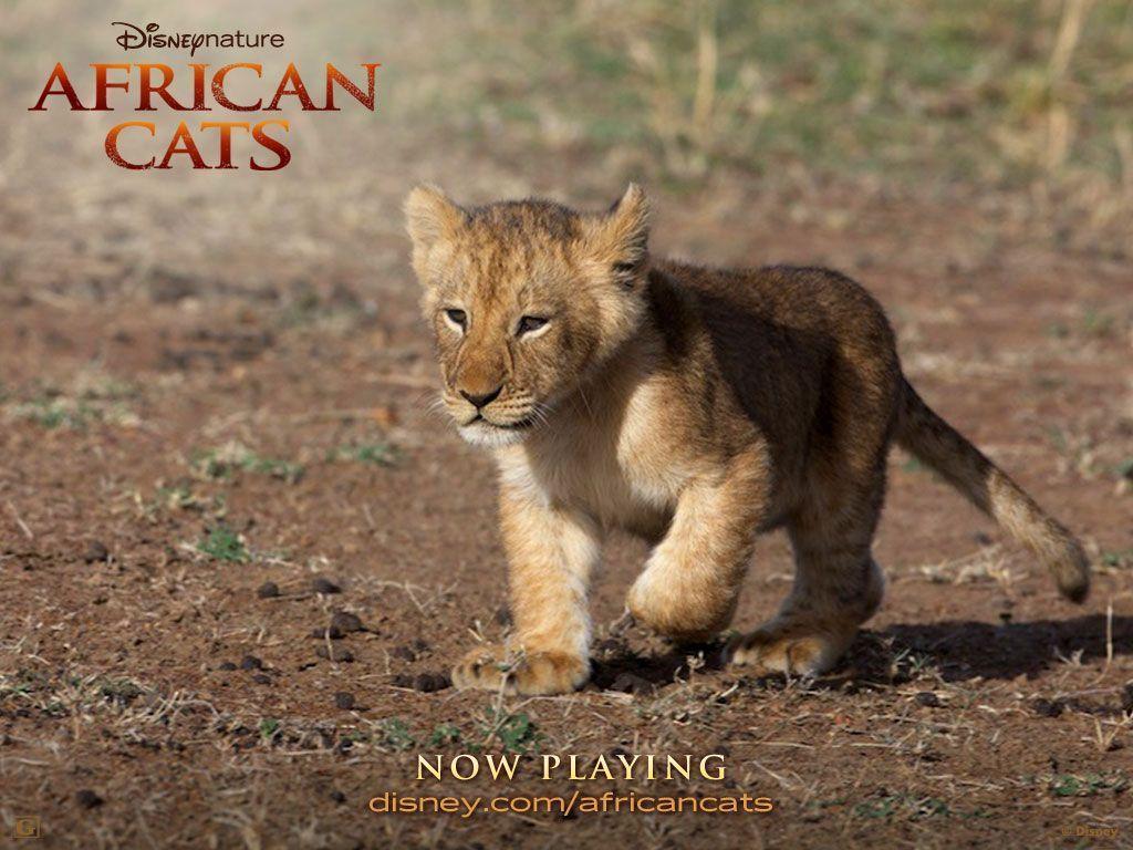 Afican Cats Lion Cub Cats Wallpaper