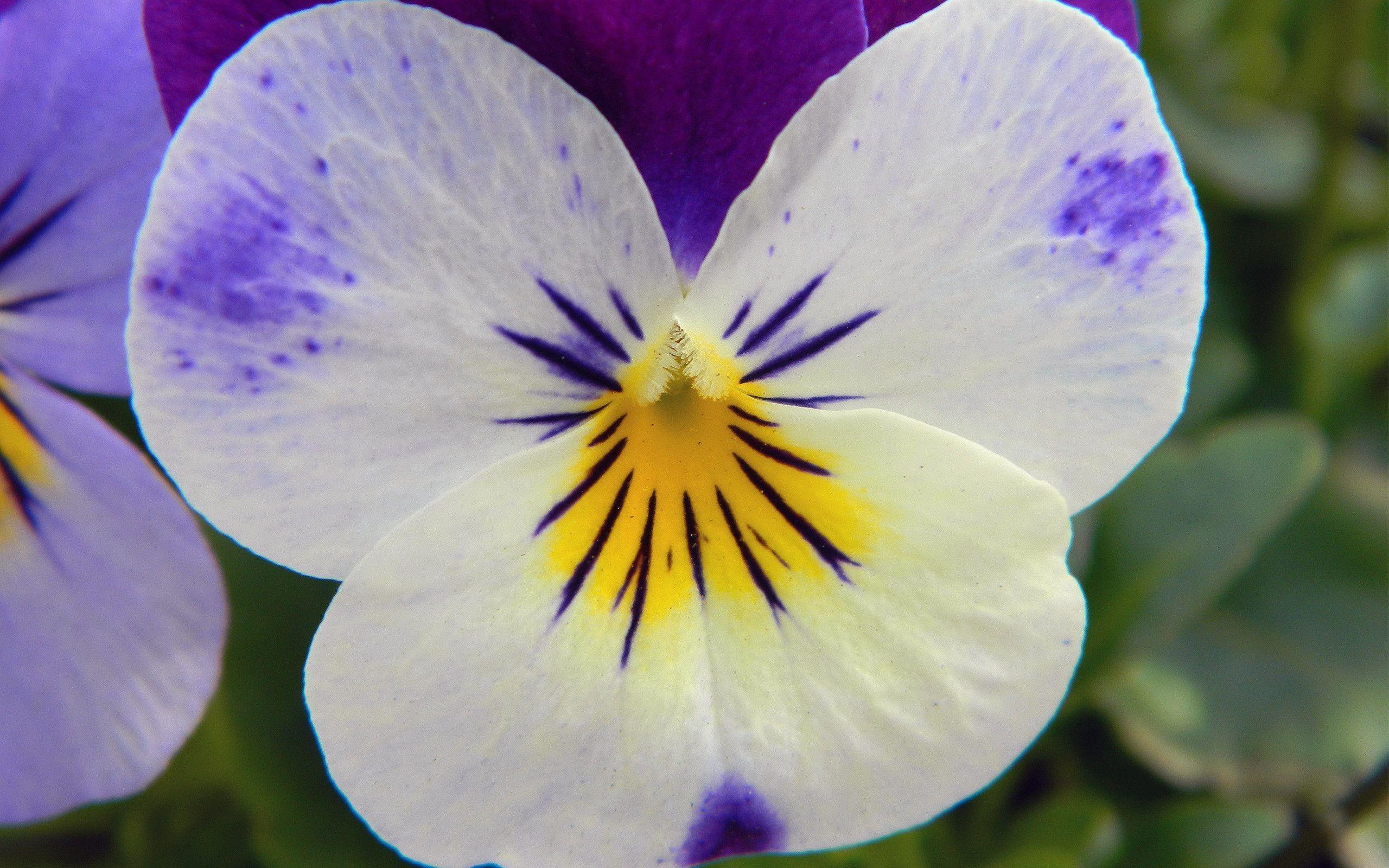 Как выглядят цветы анютины глазки фото
