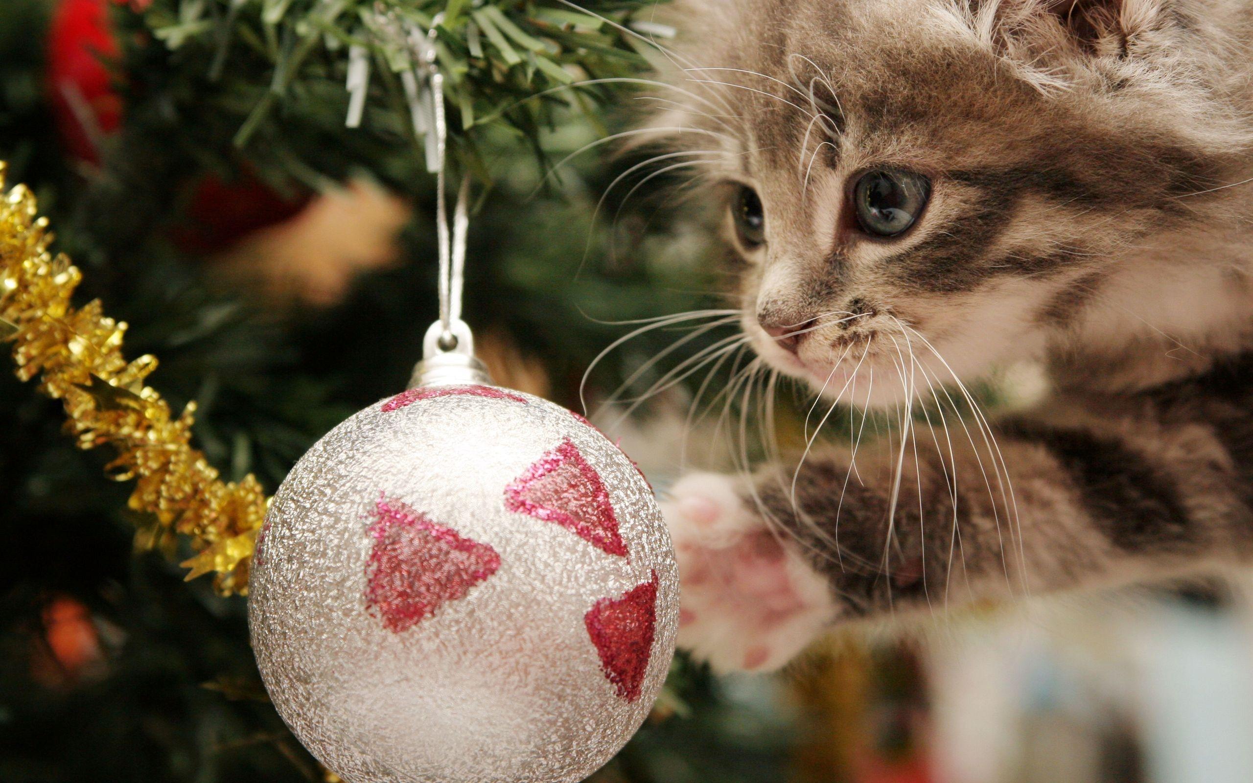 Christmas Tree Cute Cat, Cute Wallpaper
