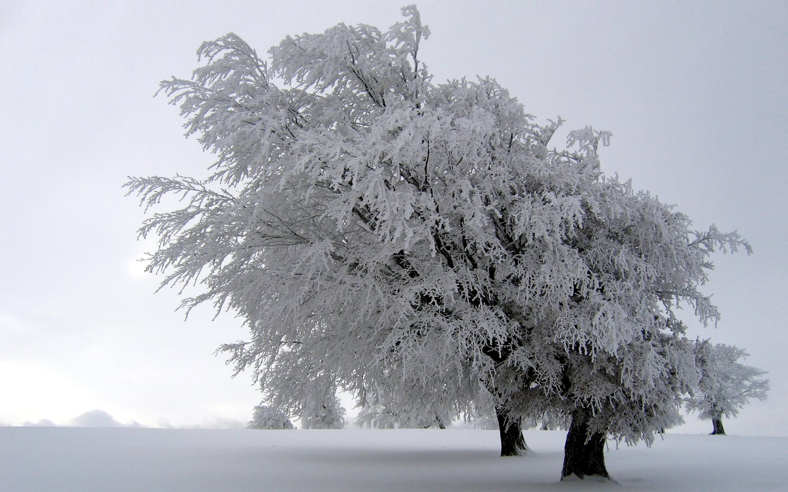 Winter Frozen Tree Wallpaper