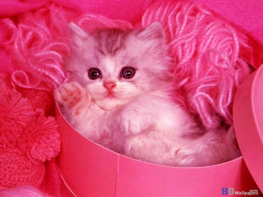 Wallpaperpoints: Cute Kittens Free Animal Wallpaper