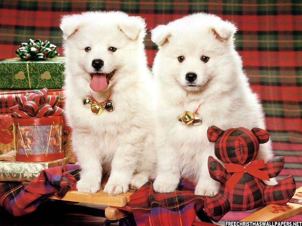 Merry Christmas Puppies Wallpaper