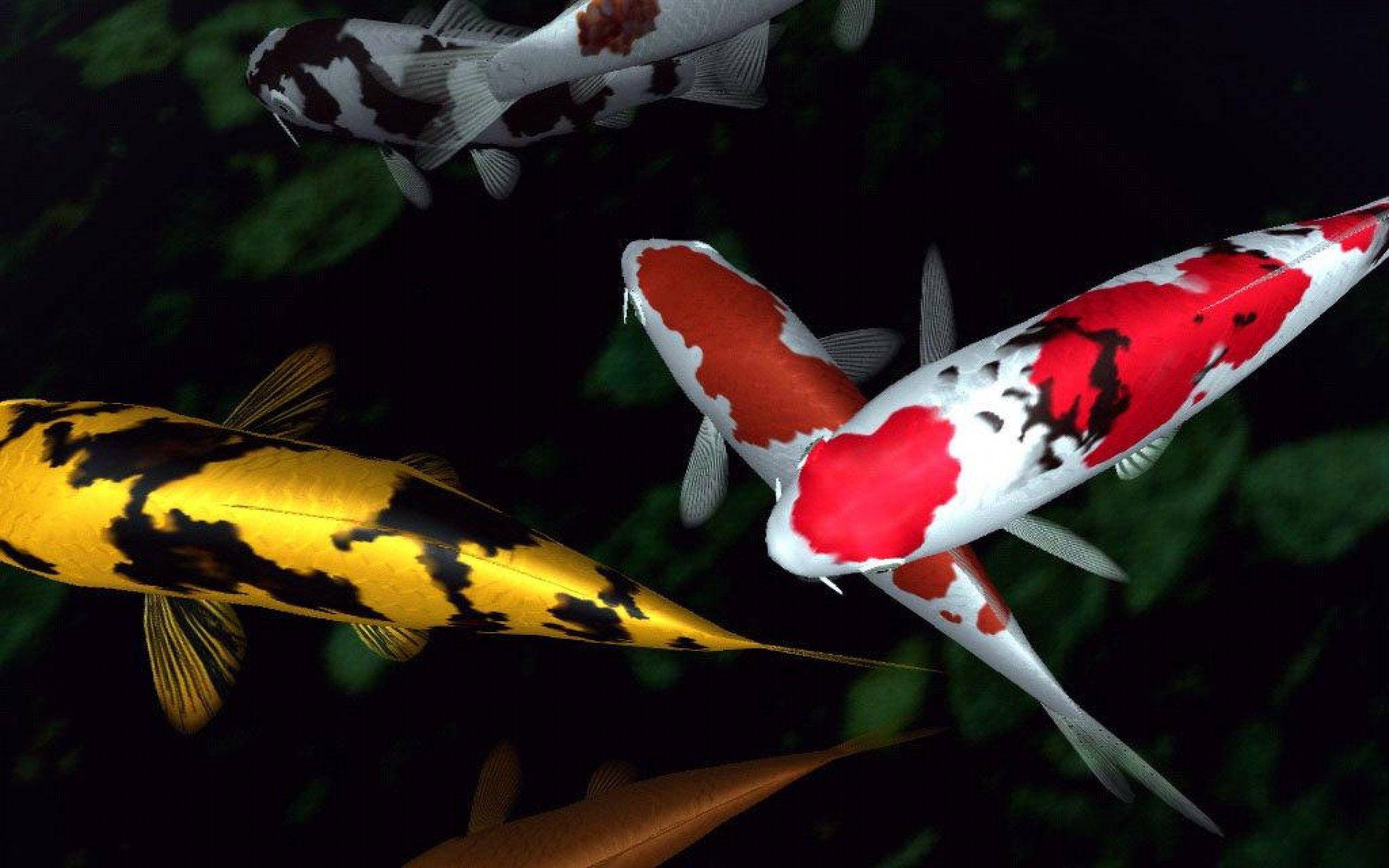 Koi Fish Wallpapers - Wallpaper Cave.