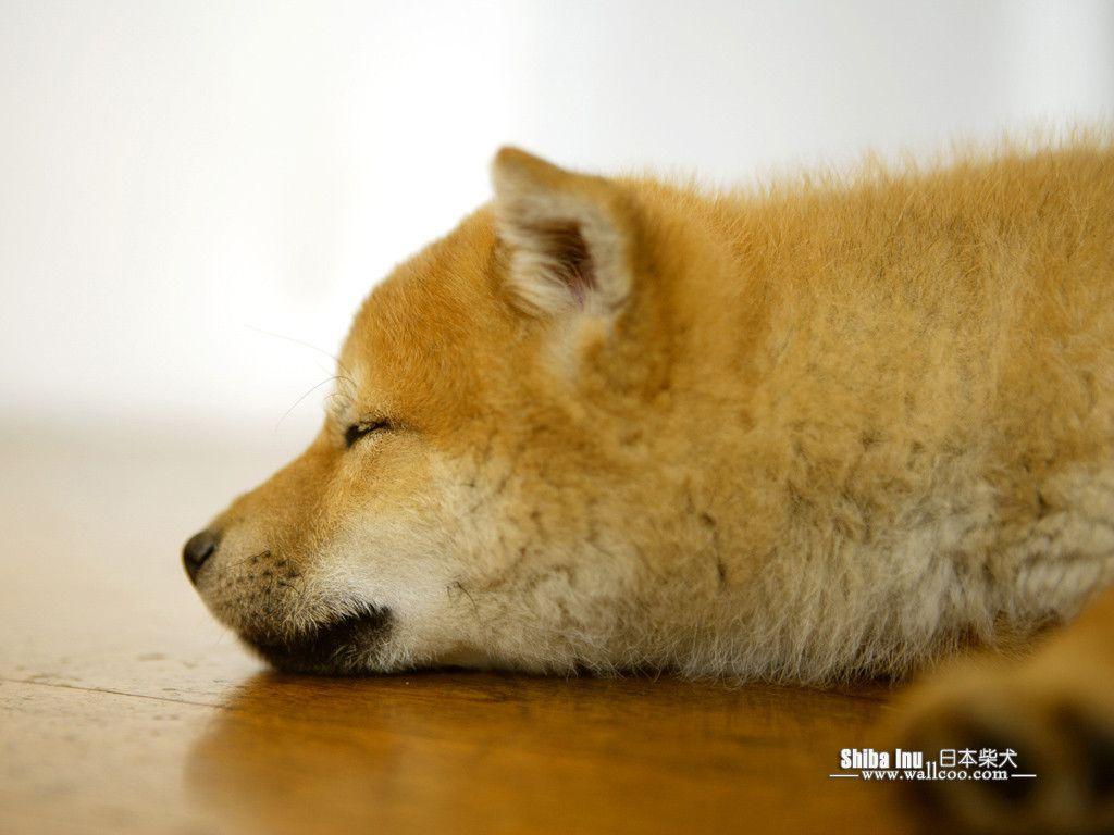 Shiba Inu Puppy Photo Inu Dog wallpaper 1024x768 NO.19