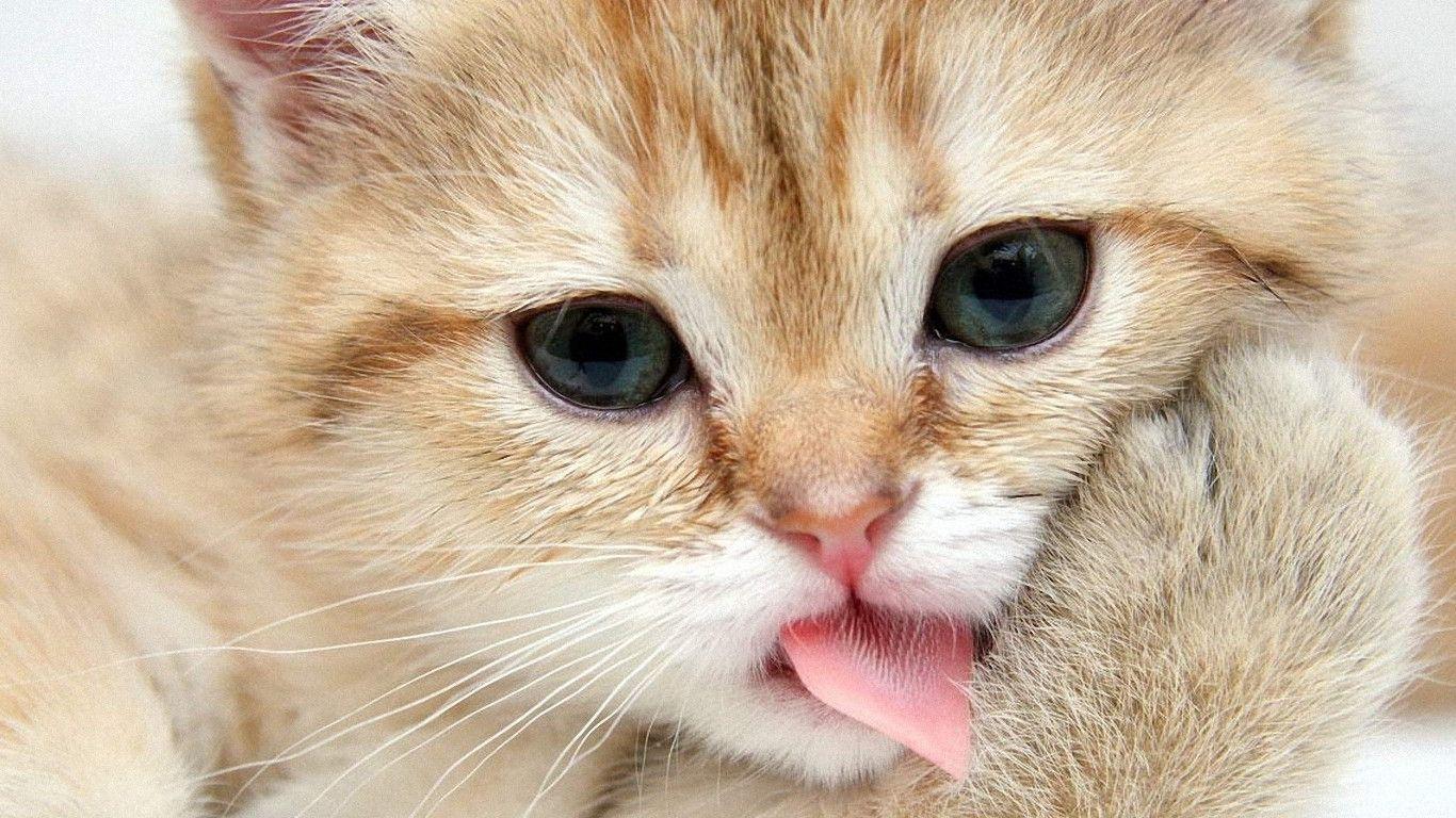 cat wallpapers for desktop