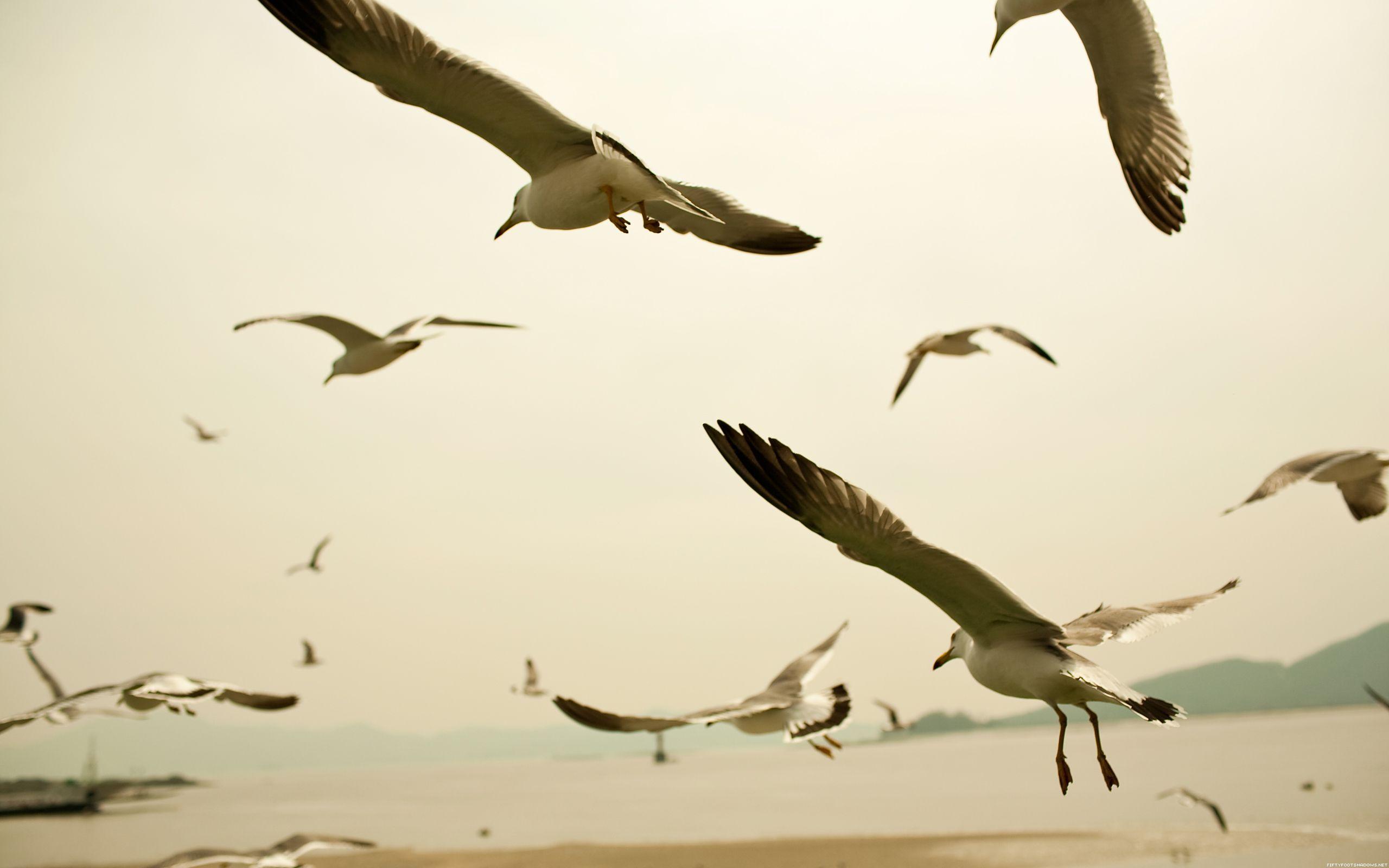 HD A Flock Of Seagulls Wallpaper