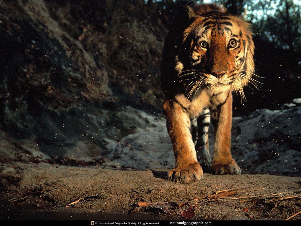 Free Halloween Wallpaper blog: Tigers Wallpaper Wild Cats