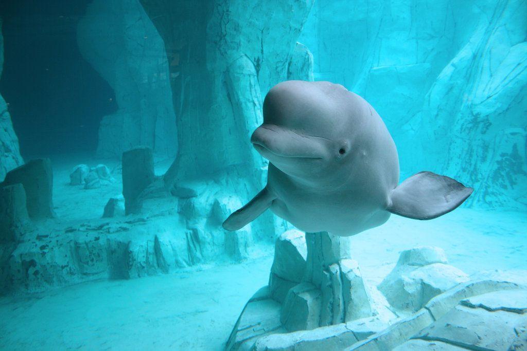 Beluga Whale Wallpapers - Wallpaper Cave