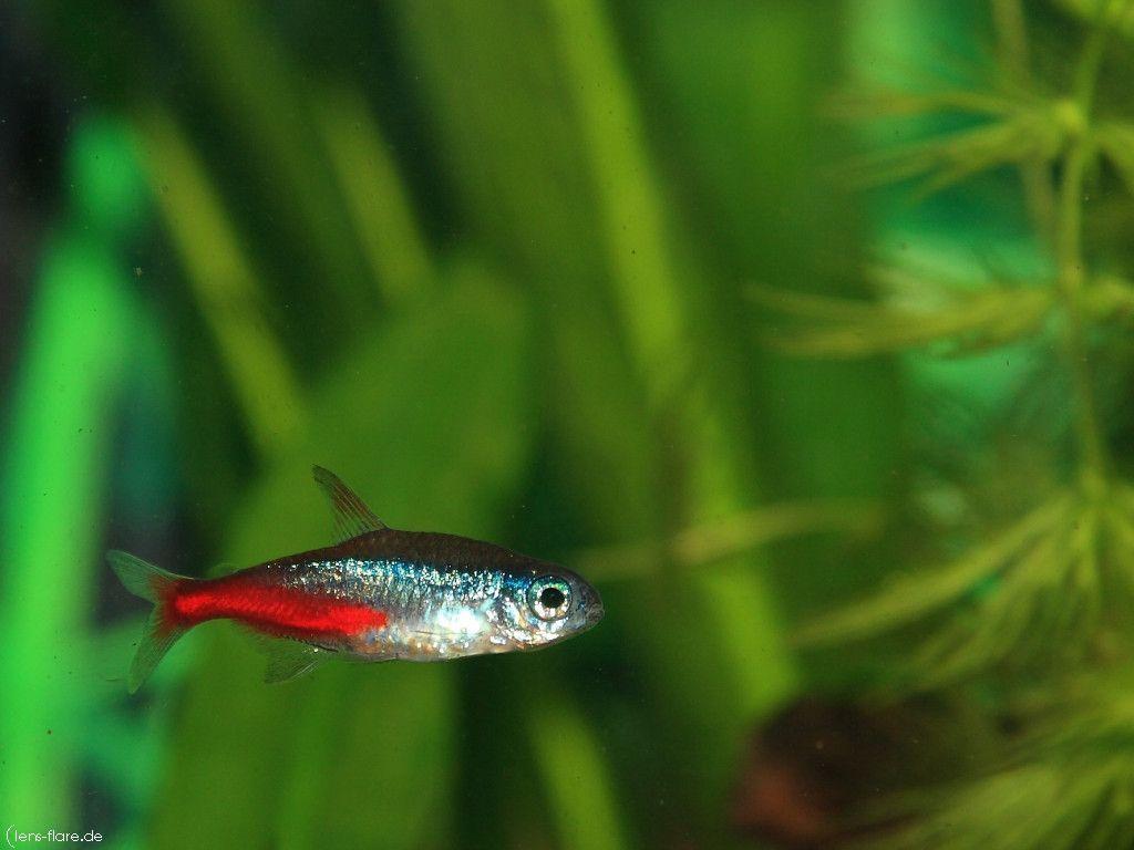 Beautiful Colourful Fish Swimming Desktop Wallpaper