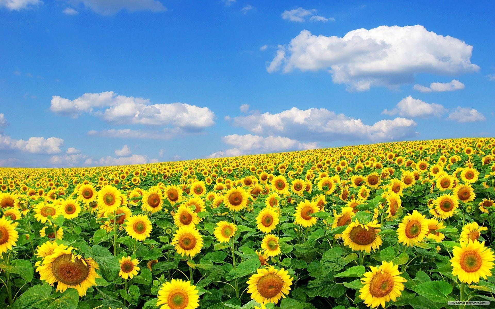 490 Sunflower HD Wallpapers and Backgrounds