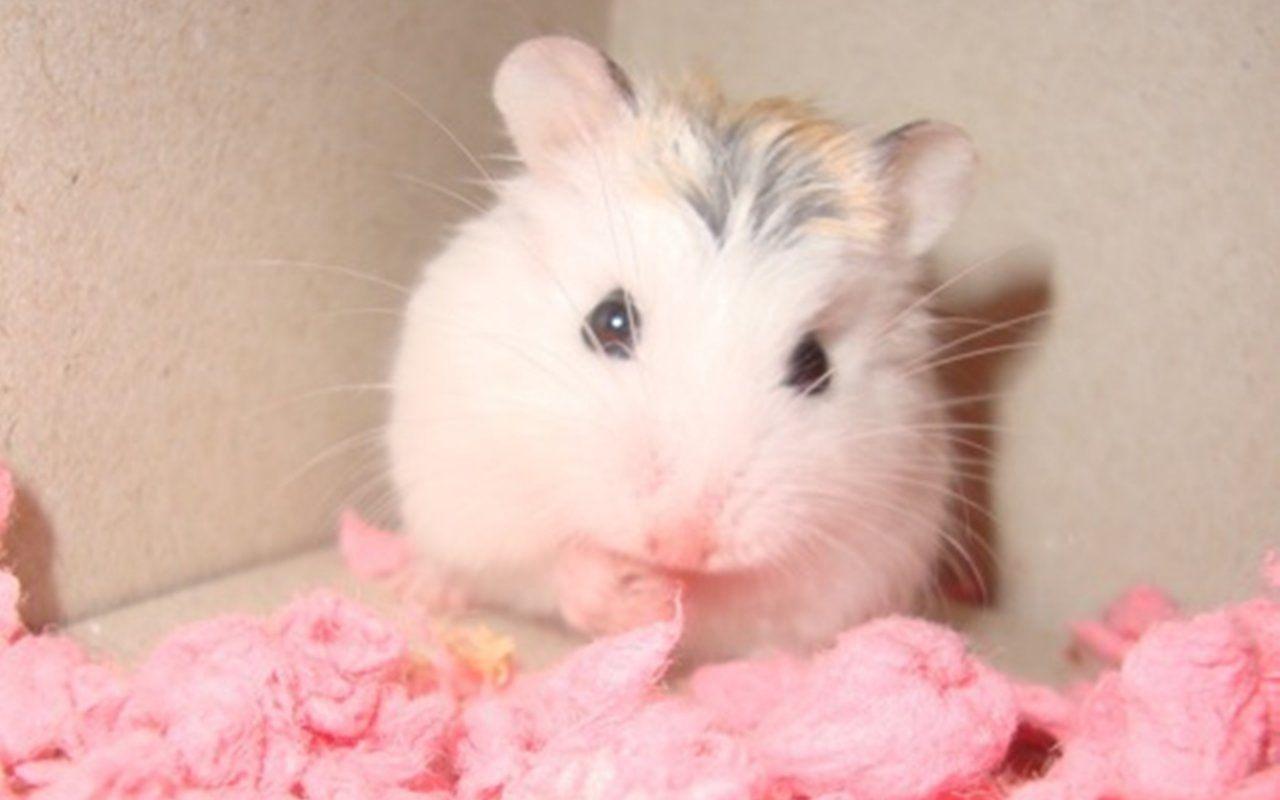 Beauty Pink Hamster Wallpapers