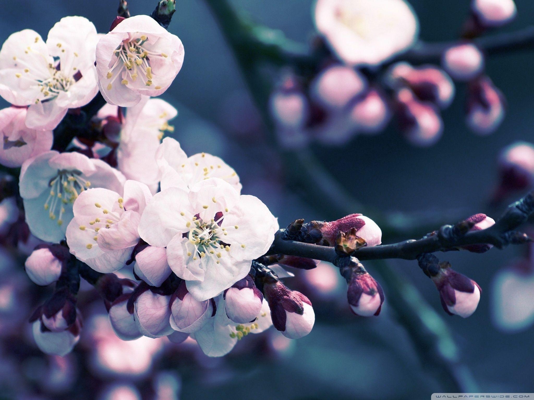 dark minimalist wallpaper cherry blossom