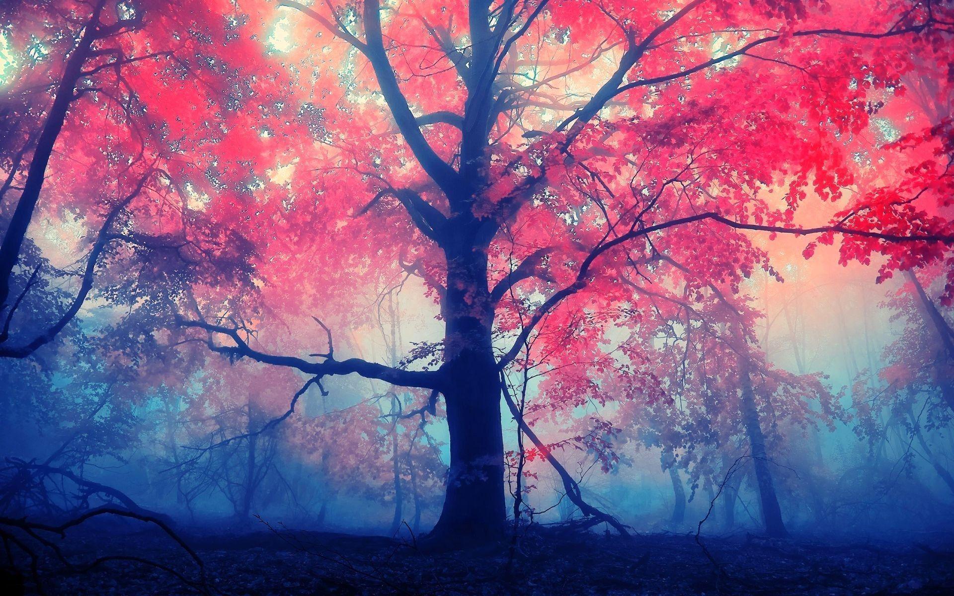 Red leaves tree Wallpaper