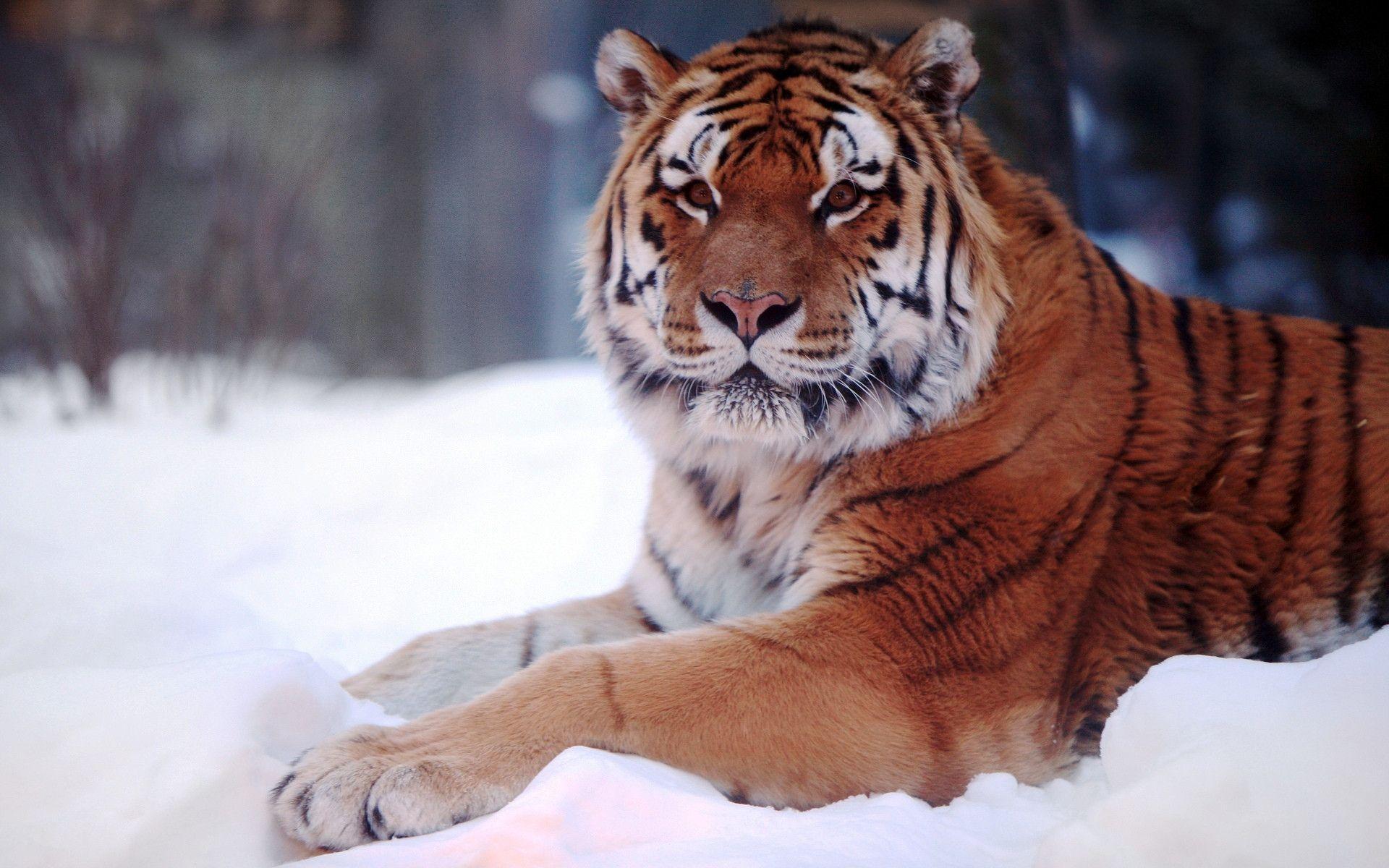 Tiger in snow close image free desktop background wallpaper