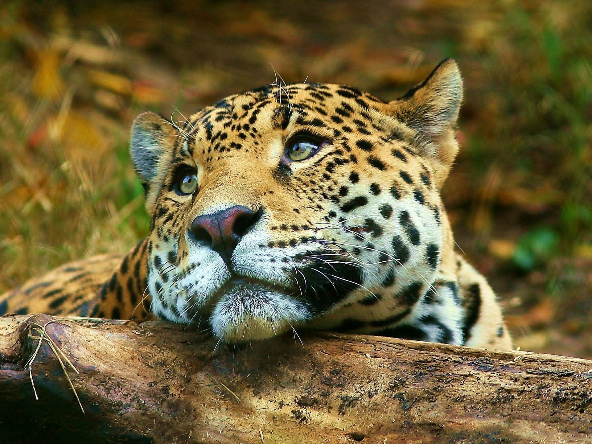 Animal Leopard Cute Wallpaper. Animals Wallpaper Widescreen