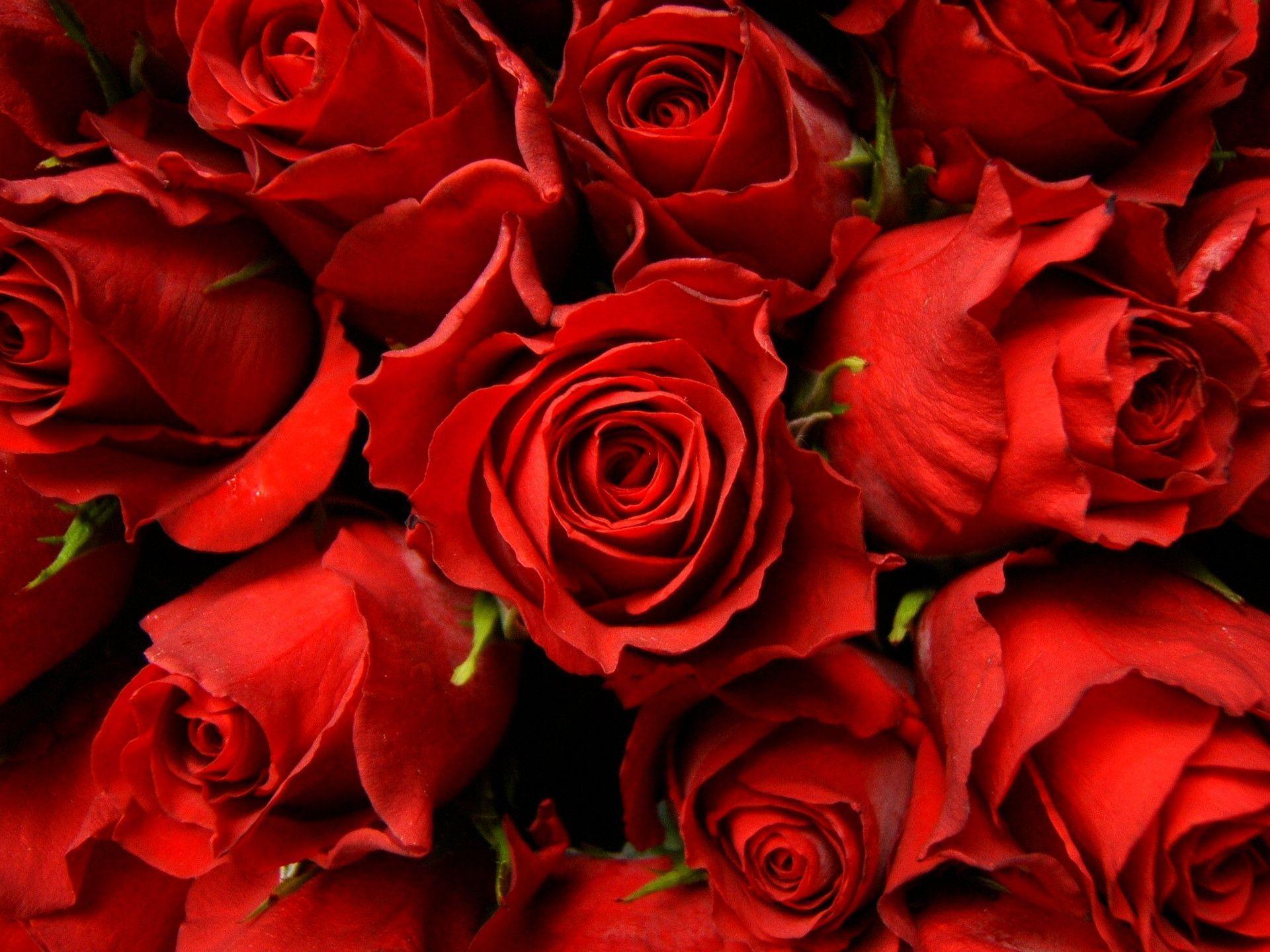 Wallpaper For > Red Rose Background Wallpaper