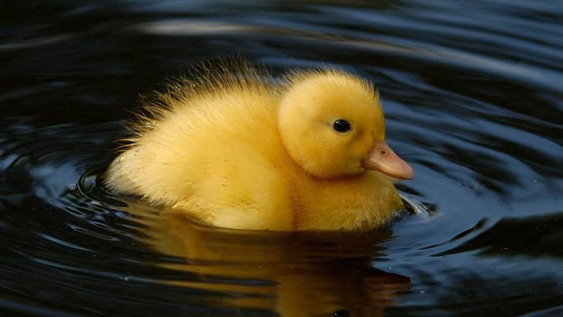 Animal Duckling Wallpapers
