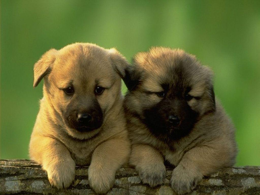 Download Cute Puppies The Free Two Wallpaper 1024x768. Full HD