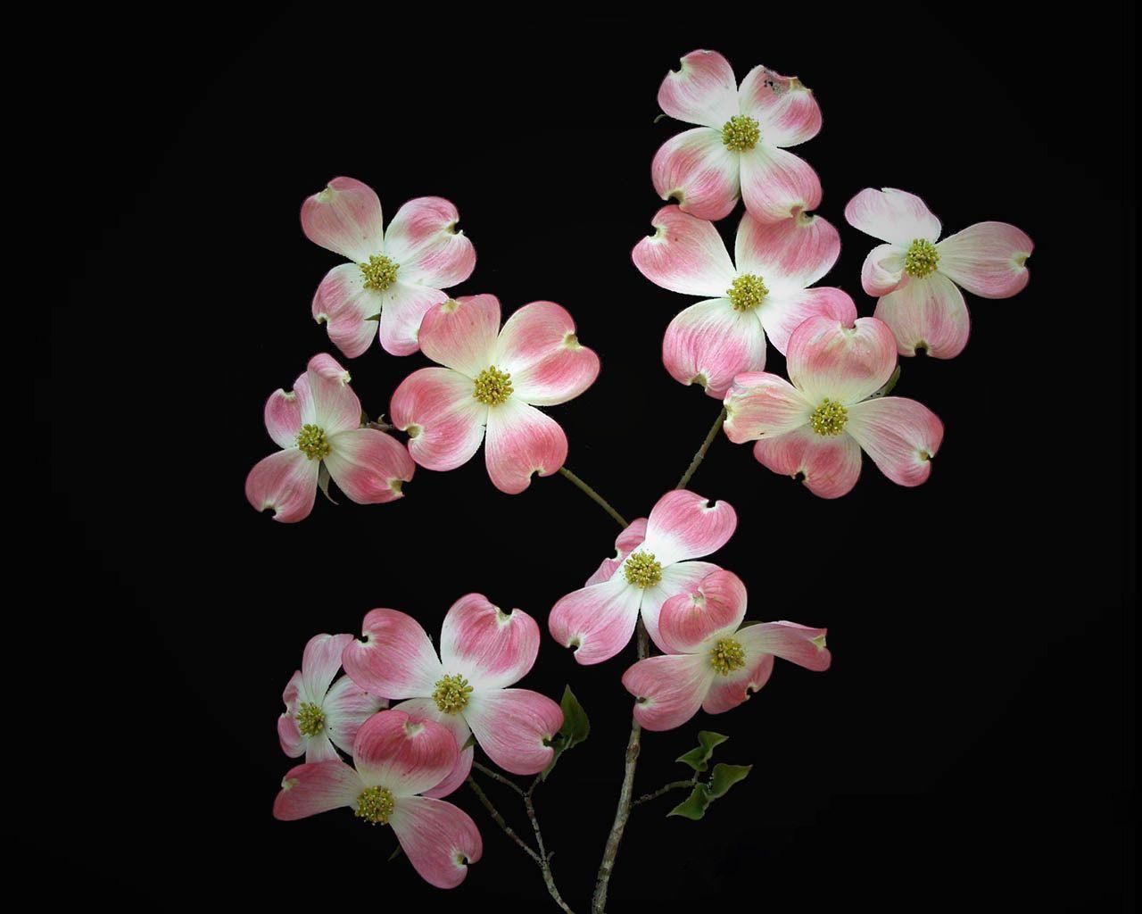 Desktop Background // Wallpaper PC // Holiday // Holidays desktop