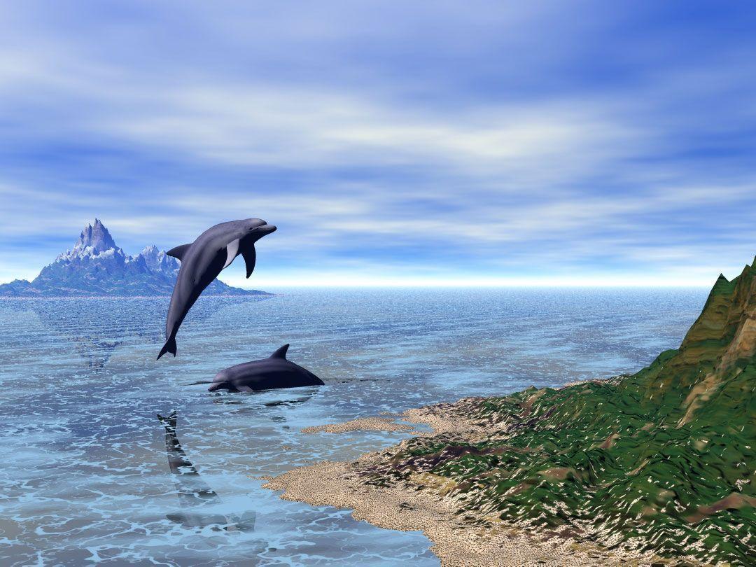 A Bryce dolphins wallpaper